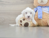 7 week old Mini Sheepadoodle Puppy For Sale - Seaside Pups