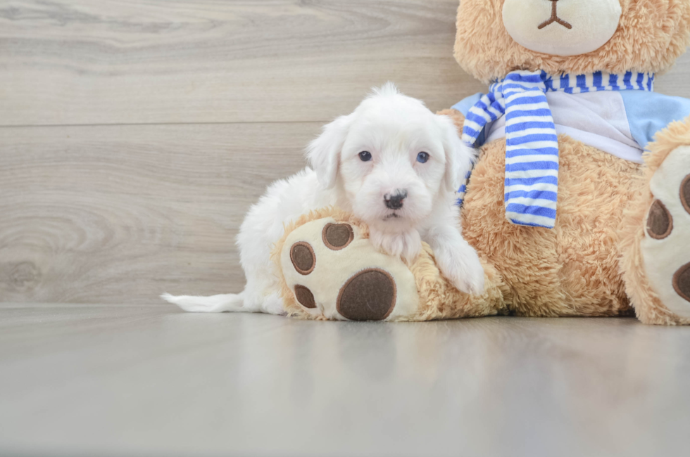 7 week old Mini Sheepadoodle Puppy For Sale - Seaside Pups