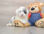 9 week old Mini Sheepadoodle Puppy For Sale - Seaside Pups