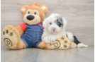 Energetic Mini Sheepapoo Poodle Mix Puppy