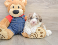 5 week old Mini Sheepadoodle Puppy For Sale - Seaside Pups