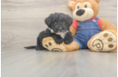 Best Mini Sheepadoodle Baby