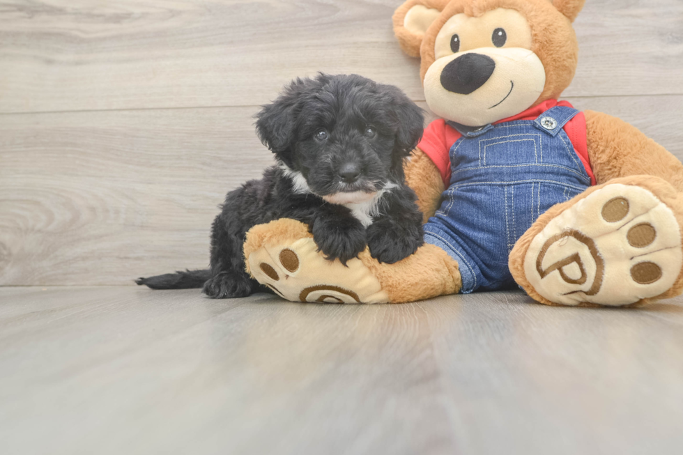 Best Mini Sheepadoodle Baby