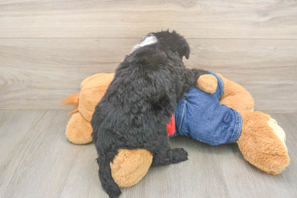 Little Sheeppoo Poodle Mix Puppy