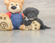 5 week old Mini Sheepadoodle Puppy For Sale - Seaside Pups