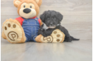 Mini Sheepadoodle Puppy for Adoption