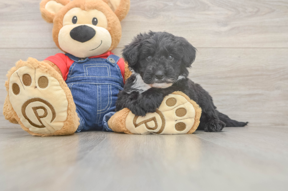 5 week old Mini Sheepadoodle Puppy For Sale - Seaside Pups