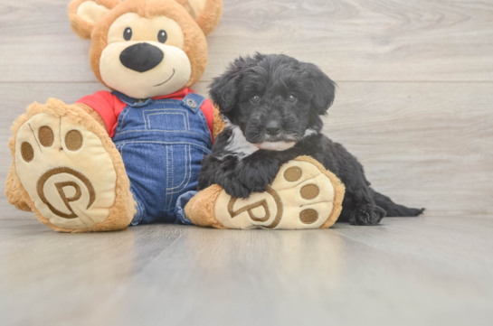 Mini Sheepadoodle Puppy for Adoption