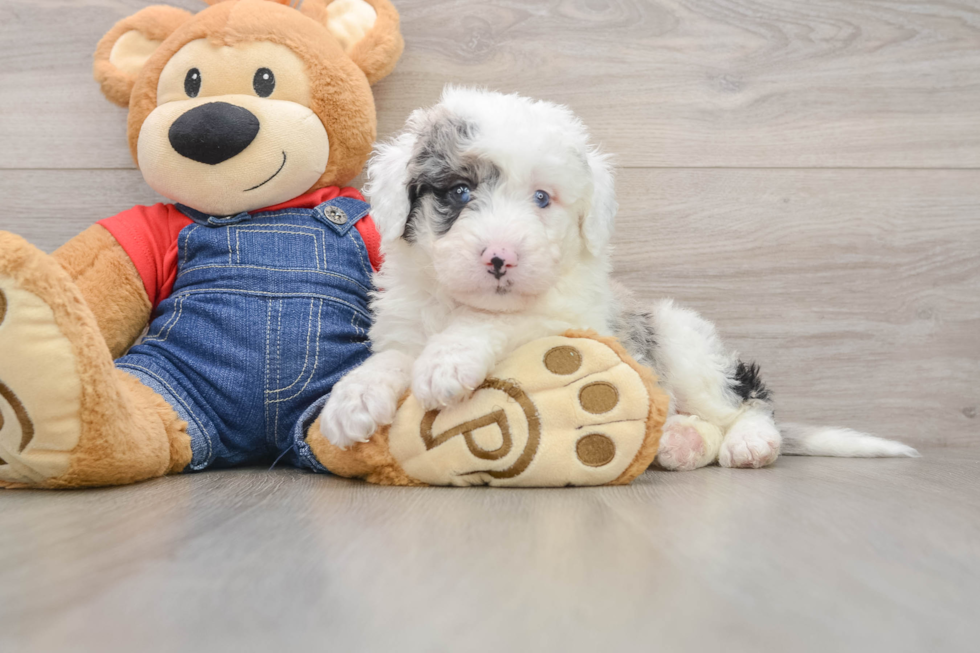 Sweet Mini Sheepadoodle Baby