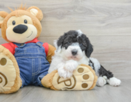 6 week old Mini Sheepadoodle Puppy For Sale - Seaside Pups