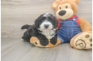 Mini Sheepadoodle Pup Being Cute