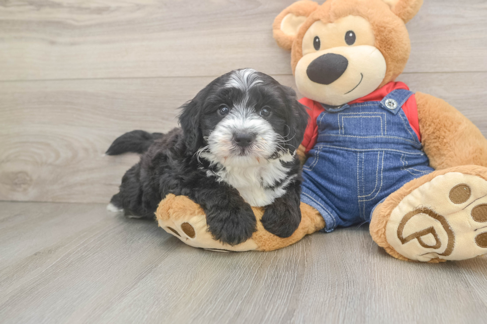 Mini Sheepadoodle Pup Being Cute