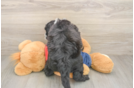 Friendly Mini Sheepadoodle Baby