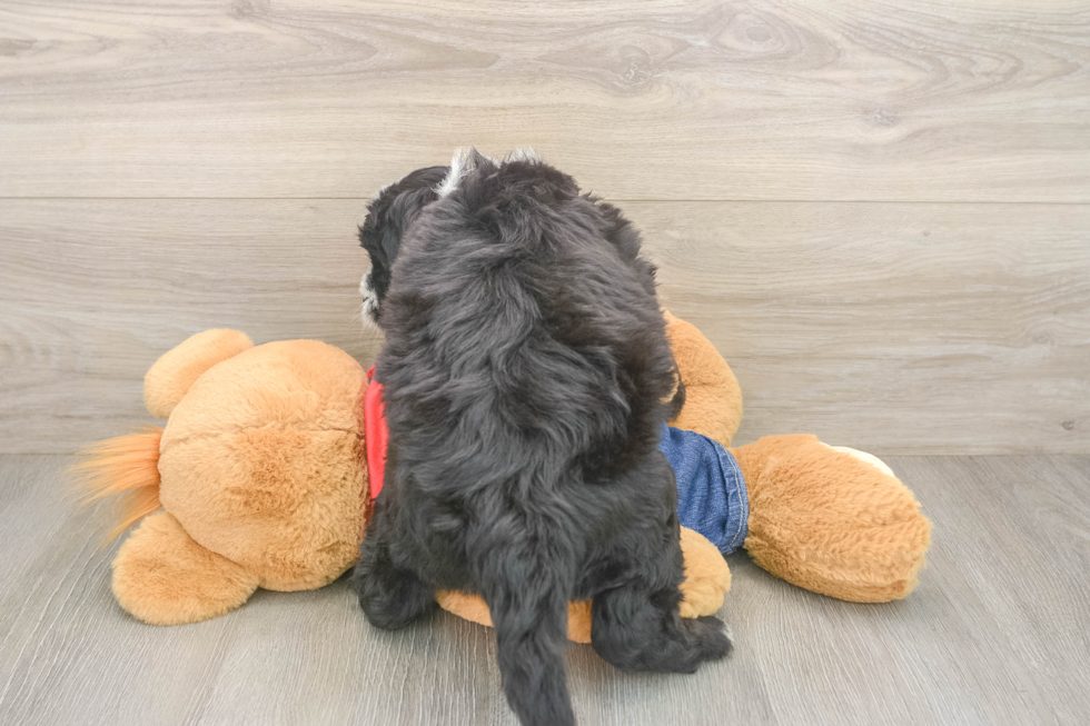 Friendly Mini Sheepadoodle Baby