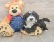5 week old Mini Sheepadoodle Puppy For Sale - Seaside Pups
