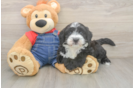 Cute Mini Sheepadoodle Baby