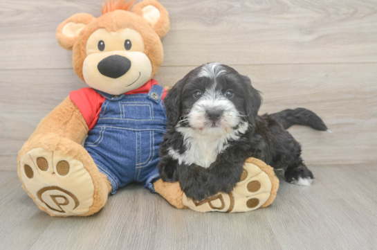 Cute Mini Sheepadoodle Baby