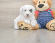 5 week old Mini Sheepadoodle Puppy For Sale - Seaside Pups
