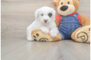 Fluffy Mini Sheepadoodle Poodle Mix Pup