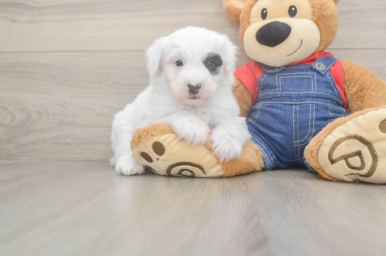 Fluffy Mini Sheepadoodle Poodle Mix Pup