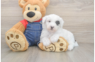 Mini Sheepadoodle Puppy for Adoption