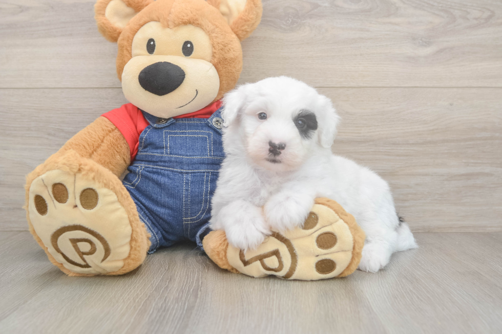 Mini Sheepadoodle Puppy for Adoption