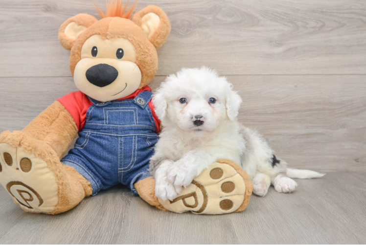 Mini Sheepadoodle Puppy for Adoption