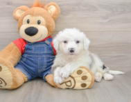 7 week old Mini Sheepadoodle Puppy For Sale - Seaside Pups