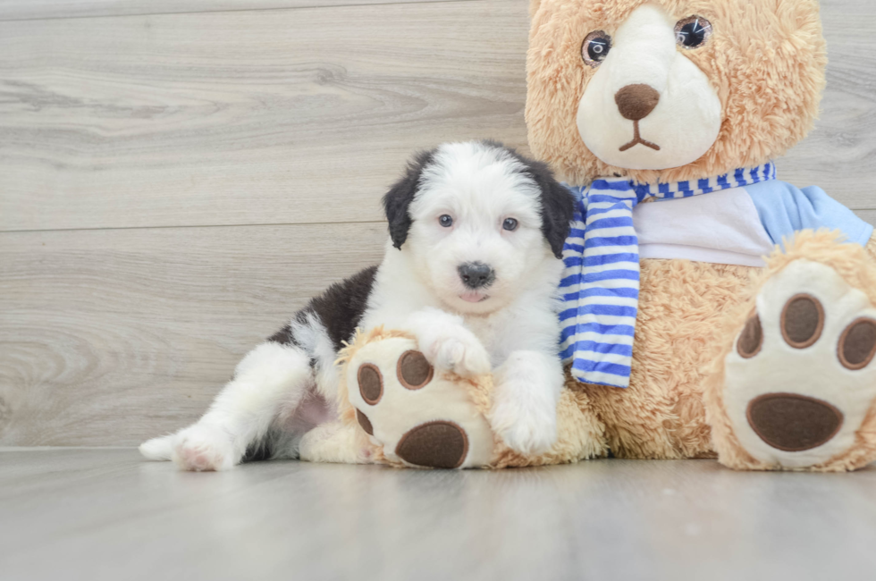 7 week old Mini Sheepadoodle Puppy For Sale - Seaside Pups