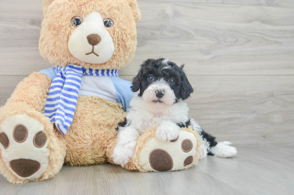 7 week old Mini Sheepadoodle Puppy For Sale - Seaside Pups