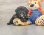 5 week old Mini Sheepadoodle Puppy For Sale - Seaside Pups