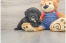 Best Mini Sheepadoodle Baby