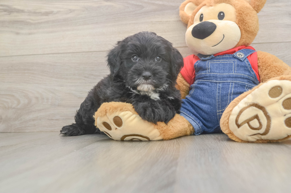5 week old Mini Sheepadoodle Puppy For Sale - Seaside Pups