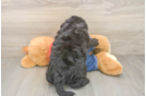 Playful Sheepdoodle Poodle Mix Puppy
