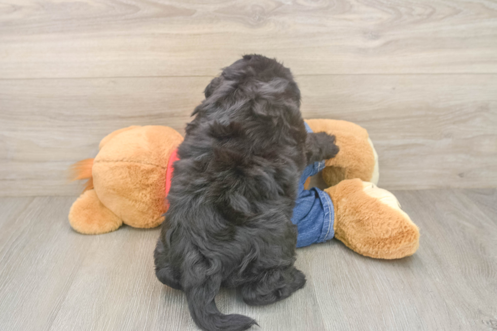 Playful Sheepdoodle Poodle Mix Puppy