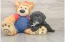 Small Mini Sheepadoodle Baby