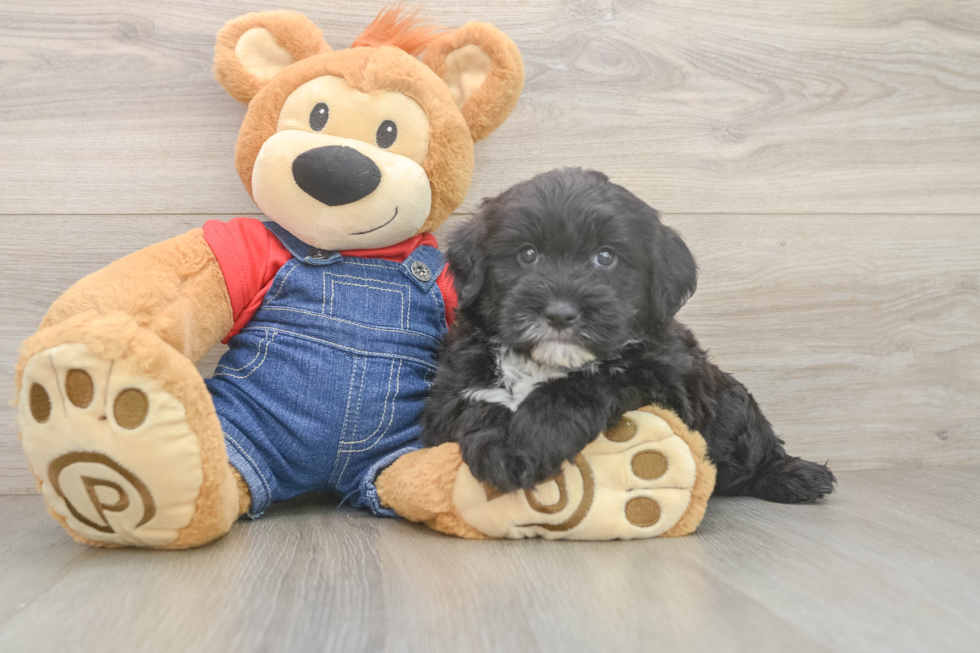 Small Mini Sheepadoodle Baby