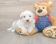 5 week old Mini Sheepadoodle Puppy For Sale - Seaside Pups