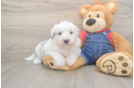 Fluffy Mini Sheepadoodle Poodle Mix Pup