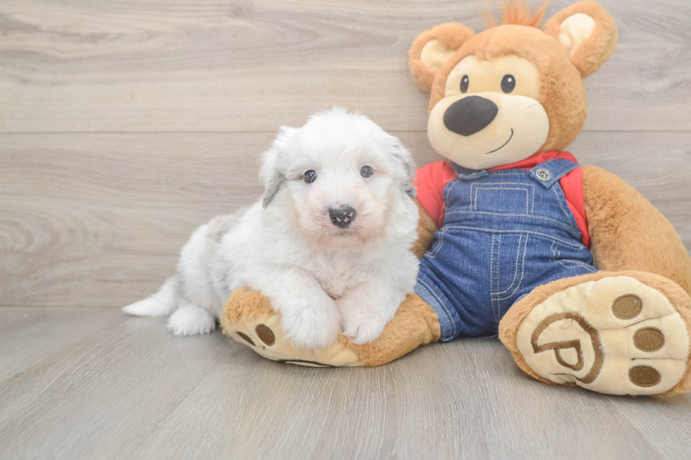 Fluffy Mini Sheepadoodle Poodle Mix Pup