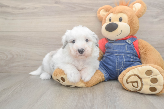 Fluffy Mini Sheepadoodle Poodle Mix Pup