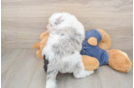 Friendly Mini Sheepadoodle Baby