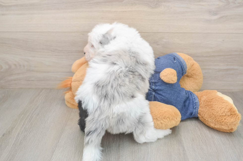 Friendly Mini Sheepadoodle Baby