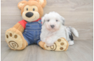 Sweet Mini Sheepadoodle Baby