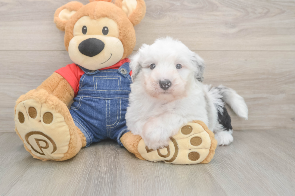 Sweet Mini Sheepadoodle Baby
