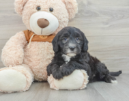 7 week old Mini Sheepadoodle Puppy For Sale - Seaside Pups