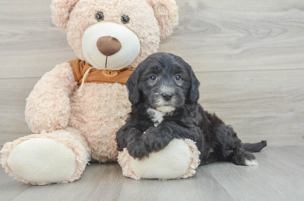 7 week old Mini Sheepadoodle Puppy For Sale - Seaside Pups