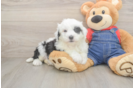 Happy Mini Sheepadoodle Baby