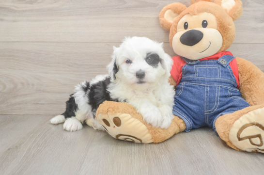 Happy Mini Sheepadoodle Baby