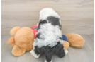 Energetic Mini Sheepapoo Poodle Mix Puppy